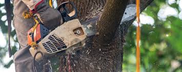 Best Tree Cabling and Bracing  in Canyon, TX