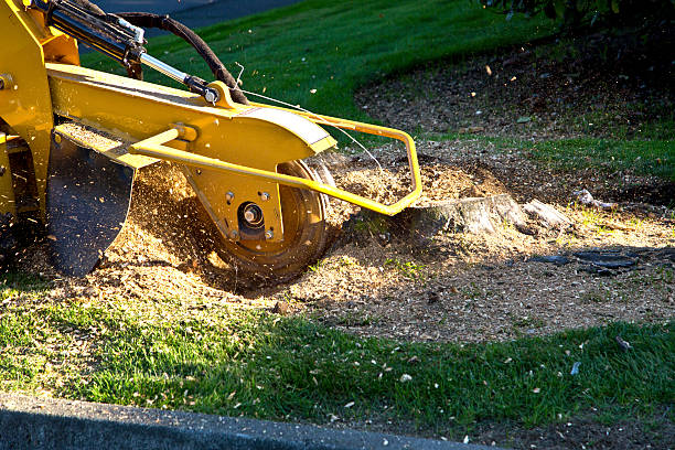 Best Tree and Shrub Care  in Canyon, TX