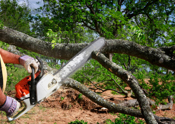 Reliable Canyon, TX Tree Services Solutions